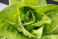 Close-up Green lettuce vegetables hydroponic