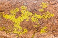 Close up of green lichen on granite rocks Royalty Free Stock Photo