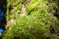 Close up green lichen moss plant grow Royalty Free Stock Photo