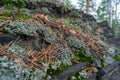 Close Up of Green Lichen and Moss Textures Growing on a Rock background Royalty Free Stock Photo