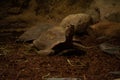 Close-Up In Green Light Small Terrestrial Tortoise