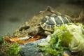 Close-Up In Green Light Small Terrestrial Tortoise Eats Greens, Cabbage And Carrots