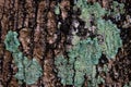 Close up green liken texture surface the tree bark selective focus