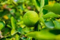 Close up of Green lime lemon tree and fruit with light in the morning at garden farm Royalty Free Stock Photo