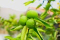 Close up of Green lime lemon tree and fruit with light in the morning at garden farm Royalty Free Stock Photo