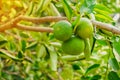 Close up of Green lime lemon tree and fruit with light in the morning at garden farm Royalty Free Stock Photo