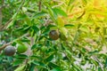 Close up of Green lime lemon tree and fruit with light in the morning at garden farm Royalty Free Stock Photo