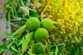 Close up of Green lime lemon tree and fruit with light in the morning at garden farm Royalty Free Stock Photo