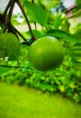 Close up green lime or green lemon, tropical plants growing in the garden , organic plants for healthy food and drinks menu. Royalty Free Stock Photo