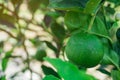 Close up Green lime on tree in farm Royalty Free Stock Photo