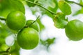 Close up of green limes fruit hanging on branch with blurred background Royalty Free Stock Photo