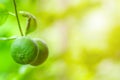 Close up of green limes fruit hanging on branch with blurred background Royalty Free Stock Photo