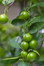 Close-up of green limes hanging from the branches and leaves on the lime tree.Blurred background Royalty Free Stock Photo