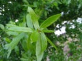 Close up of green live oak leaves Royalty Free Stock Photo