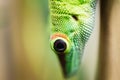 Close up green lizard eye Royalty Free Stock Photo