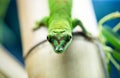 Close up green lizard eye Royalty Free Stock Photo