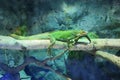 Green Lizard Royalty Free Stock Photo
