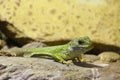 Close-up on a green lizard on a stone Royalty Free Stock Photo