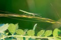 Slender stinkbug Royalty Free Stock Photo