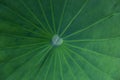 Close up a green lotus leaf texture , use for background Royalty Free Stock Photo