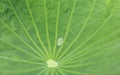 Close-up of green lotus leaf with water drop Royalty Free Stock Photo