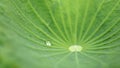 Close-up of green lotus leaf with water drop Royalty Free Stock Photo