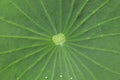 Close-up of green lotus leaf with water drop Royalty Free Stock Photo