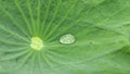 Close-up of green lotus leaf with water drop Royalty Free Stock Photo