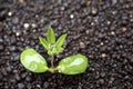 Close up green lupin bud Royalty Free Stock Photo