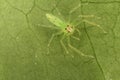 close up of a Green lynx spider (Peucetia viridans) Royalty Free Stock Photo