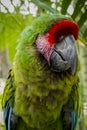 Close up of a green macaw