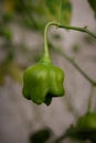 Close-up of green Mad Hatter chili pepper growing in branch