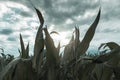 Close up of green maize field in front of dramatic clouds Royalty Free Stock Photo