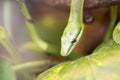 Red tailed green ratsnake Royalty Free Stock Photo