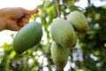 Close up of green mango fruit hanging from mango tree