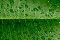 Close up Green mango leaf and drop rain