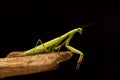 Close-up of green mantis on the branch on black background