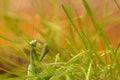 Close-up green mantis in green grass on sunset sky background