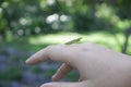 close-up green Mantis, grasshopper on the back of hand with blurred background of garden.