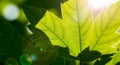 Close-up of a green maple leaf Royalty Free Stock Photo
