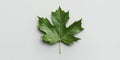 Close up of a green maple leaf on a light background Royalty Free Stock Photo