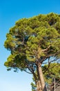 Maritime Pines on Clear Blue Sky - Mediterranean Region Italy Royalty Free Stock Photo