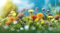 A close up of a green meadow full of colorful herbs and yellow dandelions in spring. Dandelion flowers on green meadow with bokeh Royalty Free Stock Photo