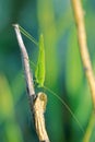 Mecopoda elongata Royalty Free Stock Photo