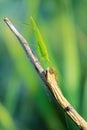 Mecopoda elongata Royalty Free Stock Photo