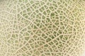 Green melon texture natural pattern, Close up of cantaloupe melon peel for background. Royalty Free Stock Photo