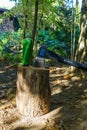 Close-up of green metal wedge and Gardena`s axe in oak stump. Splitting problematic oak stumps. Preparing firewood for stove