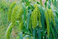 Millet ears Royalty Free Stock Photo