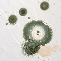 Close Up of Green Mold Growing on a White Textured Wall Surface Forming Circular Patterns Royalty Free Stock Photo
