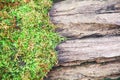 Green moos patterns on old blank wood background ,copy space